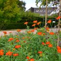 Tithonia rotundifolia 'Torch' (3)